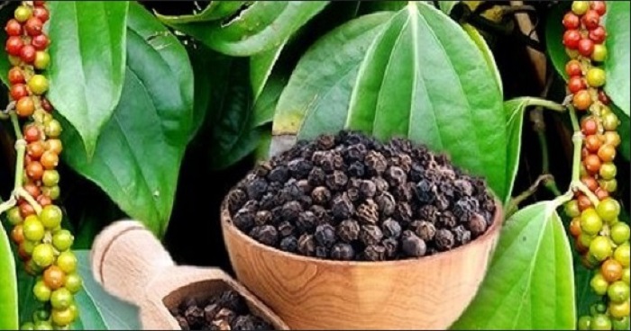 Black Pepper (কালো গোলমরিচ)